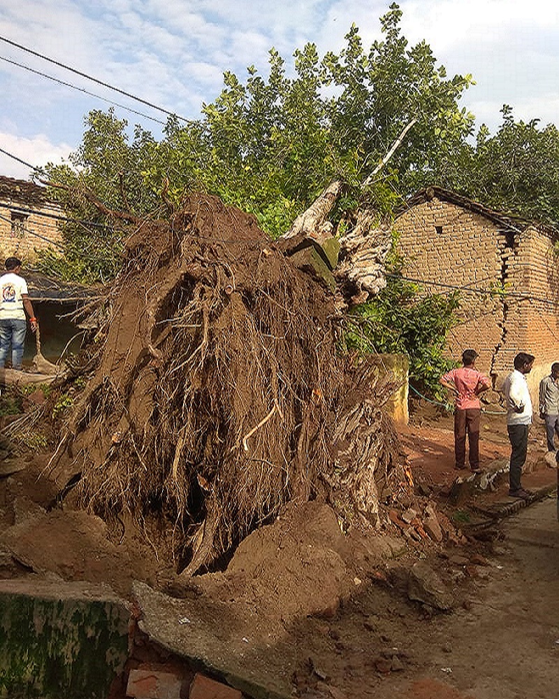 Two children, including grandmother, died after falling tree at home in Mahoba