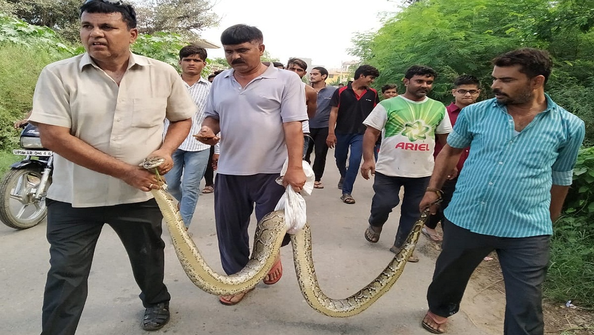 ajgar snak found in farm in Hapur