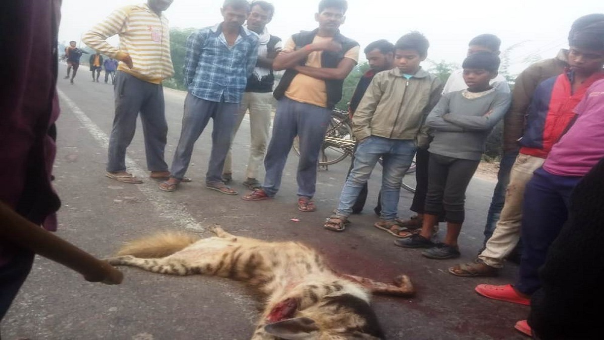 Hyena died by crushing a truck in Banda