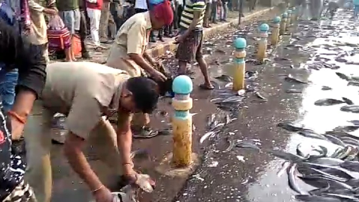 People engaged in collecting fish on the road due to overturning of trucks in Kanpur