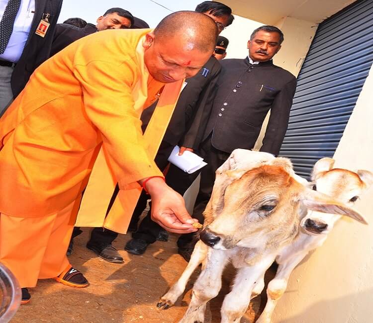 Chief Minister Yogi Adityanath feeding jaggery to the cow dynasty in Banda-1