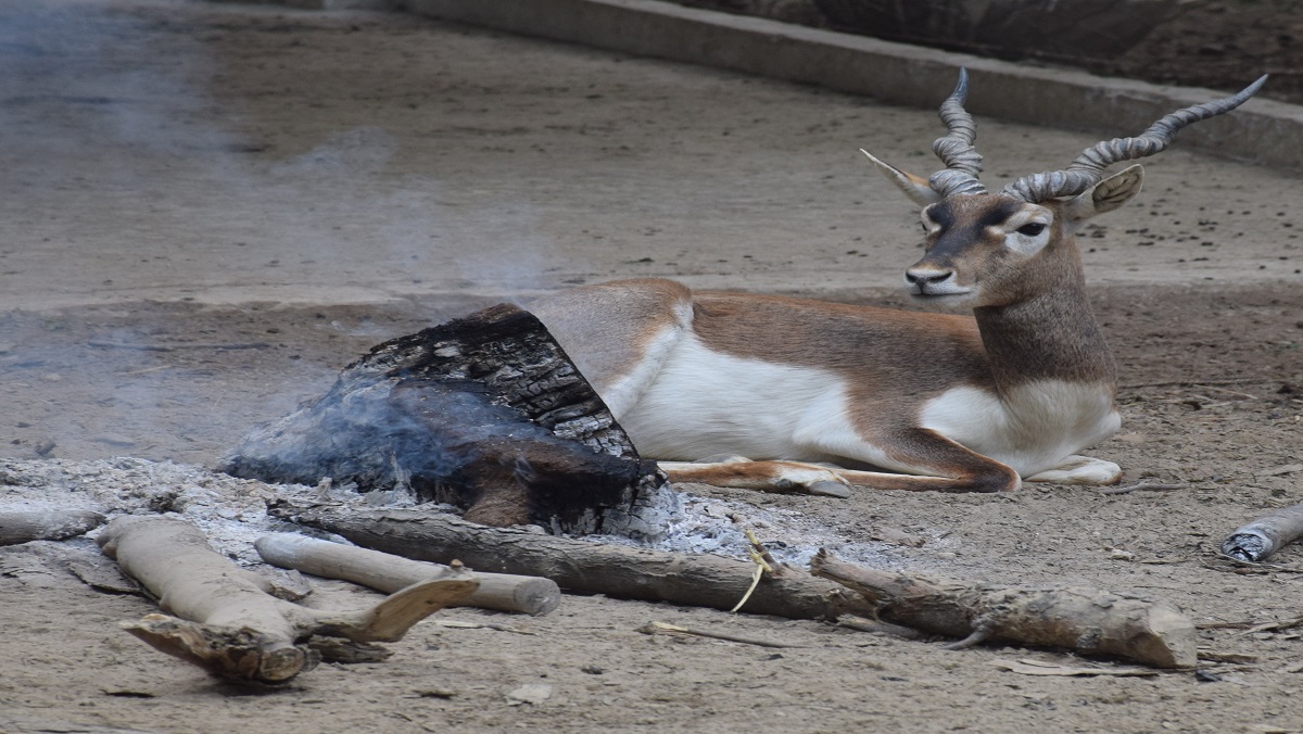 Deers sitting near fire in Kanpur zoo to avoid cold