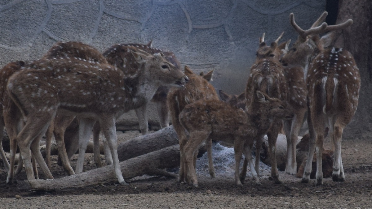 Deers sitting near fire in Kanpur zoo to avoid cold