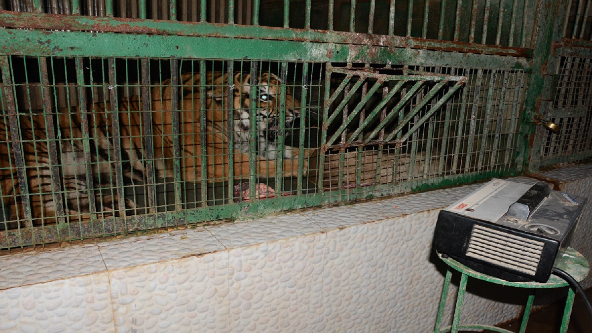 Deers sitting near fire in Kanpur zoo to avoid cold