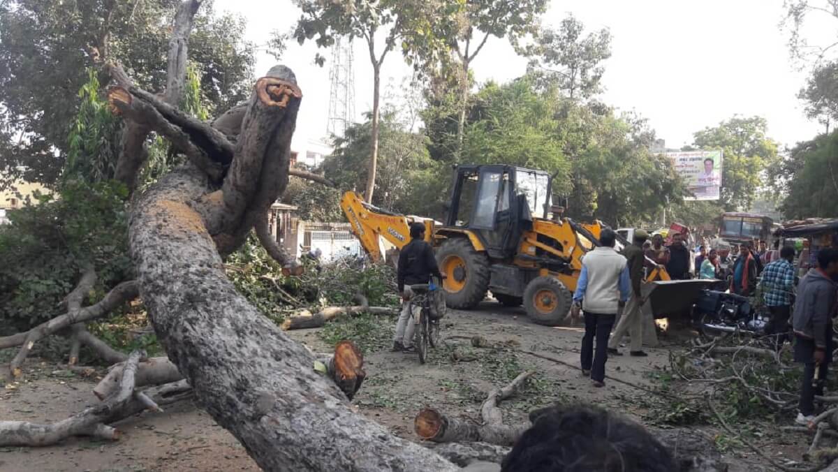 Blocked huge tree collapses near roadways in Banda