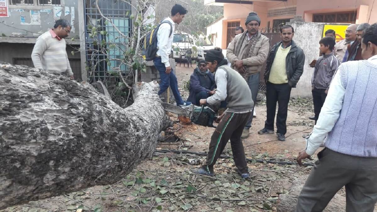 Blocked huge tree collapses near roadways in Banda