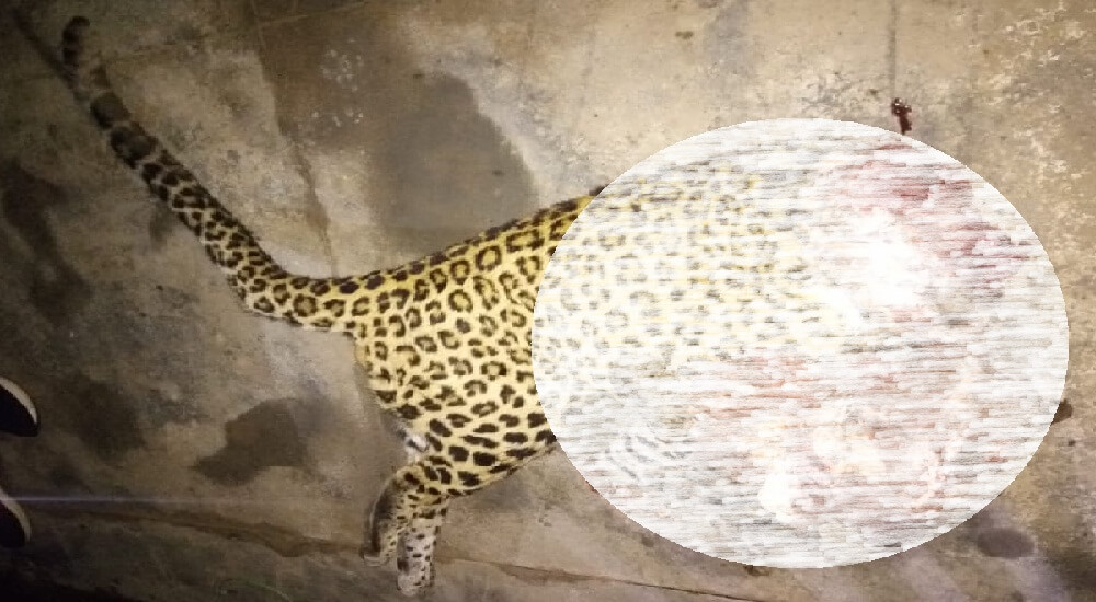 In chitrakoot Leopard killed by train on Mumbai-Howrah railway line