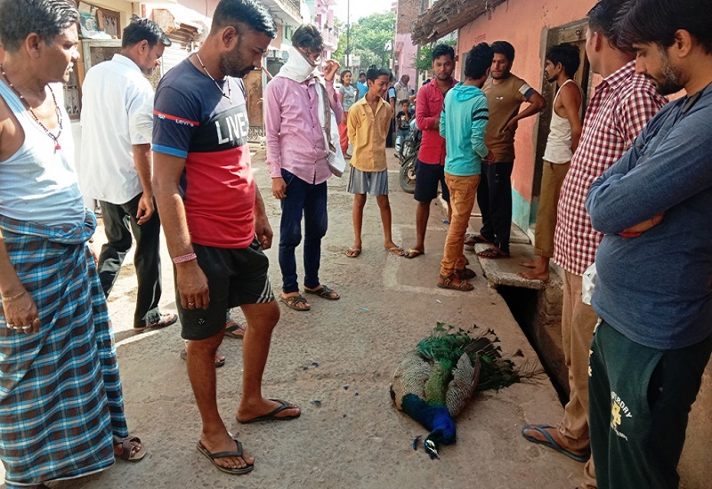 People saddened by death of national bird in Banda