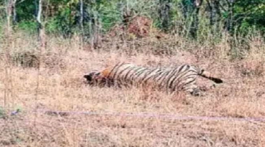 Two tigers clash in Chitrakoot forest, one dead