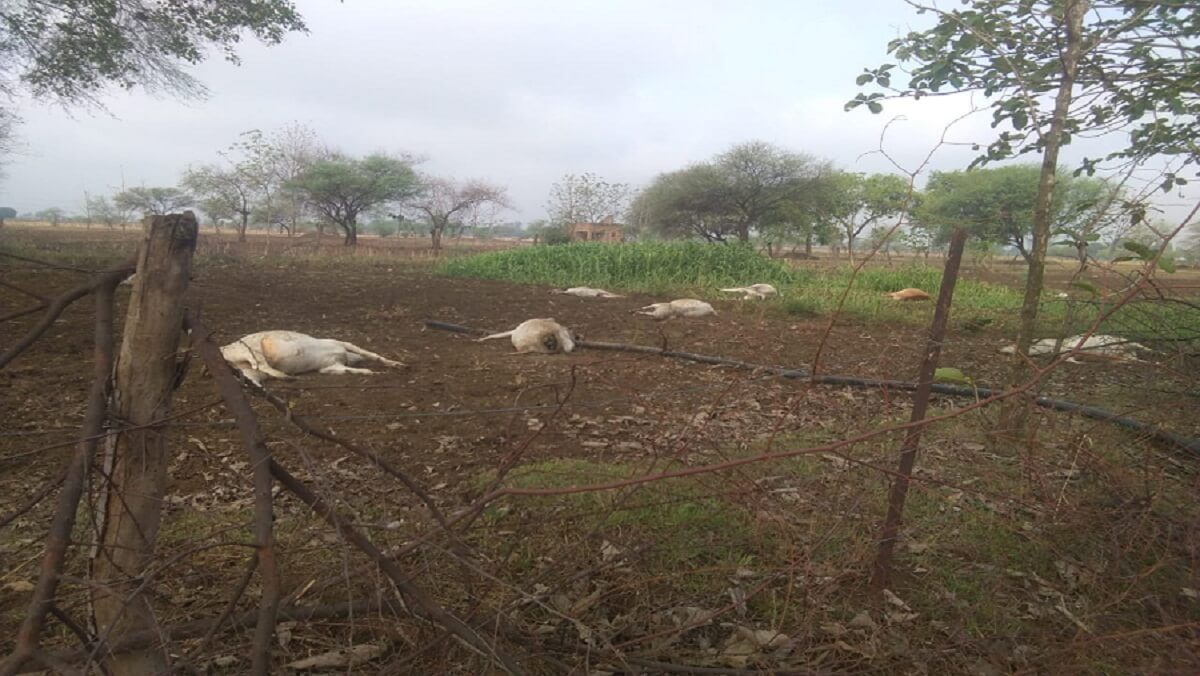 Sensation due to finding 15 cows dead in Banda under suspicious circumstances, officials rushed to spot