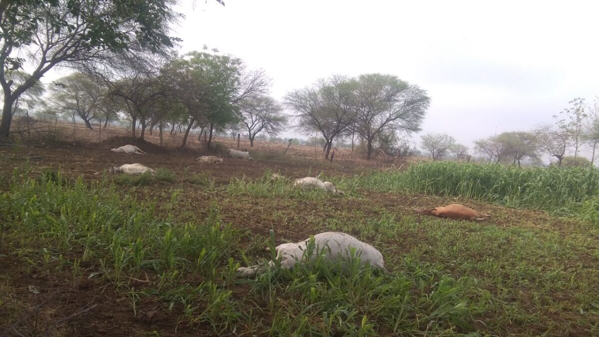 Sensation due to finding 15 cows dead in Banda under suspicious circumstances, officials rushed to spot