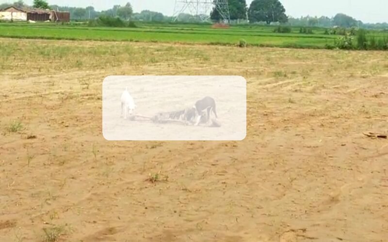 Buried male skeleton found on roadside in Kanpur