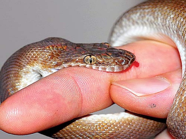 Three killed by snake bite in Banda