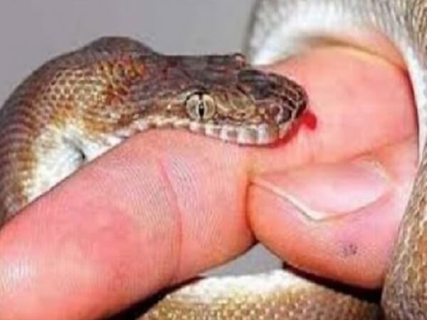 Sleeping husband and wife kill from snake bite