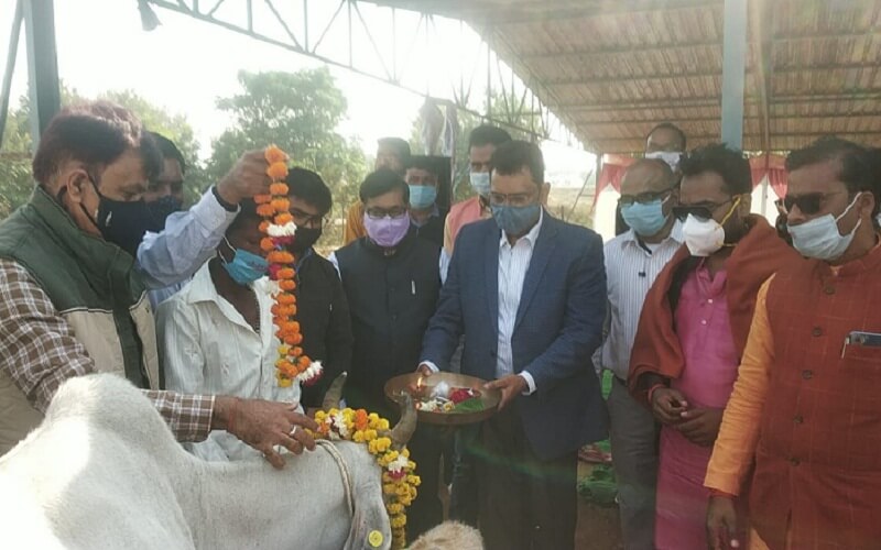 Gopashtami celebrated at shelter sites by worshiping cow dynasty in Banda