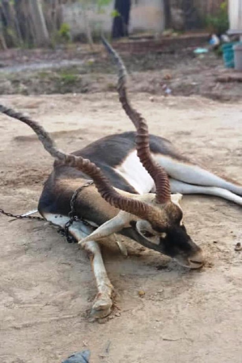 Dogs attack on black deer in Banderu of Banda, lives like this