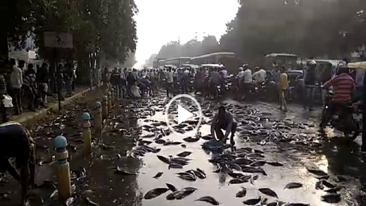 कानपुर में बीच सड़क पर बिखरीं हजारों मछलियां, बटोरने के चक्कर में सबकुछ भूल गए लोग