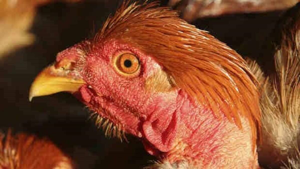 Bird flu knock in UP : birds to be killed in 1 km radius of Kanpur zoo, meat sale restricted to 10 km