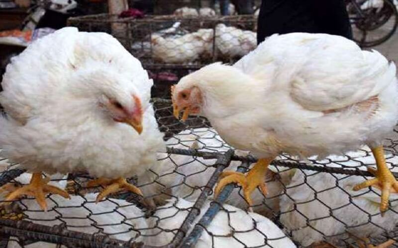 Bird flu knock in UP : birds to be killed in 1 km radius of Kanpur zoo, meat sale restricted to 10 km