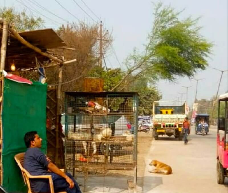 Bird flu reaches Kanpur and in Banda no alertness for birdflu chickens sold in open place