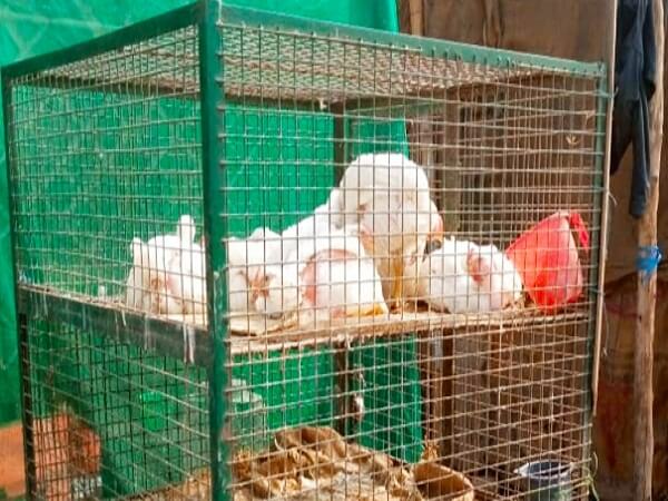 Bird flu reaches Kanpur and in Banda no alertness for birdflu chickens sold in open place