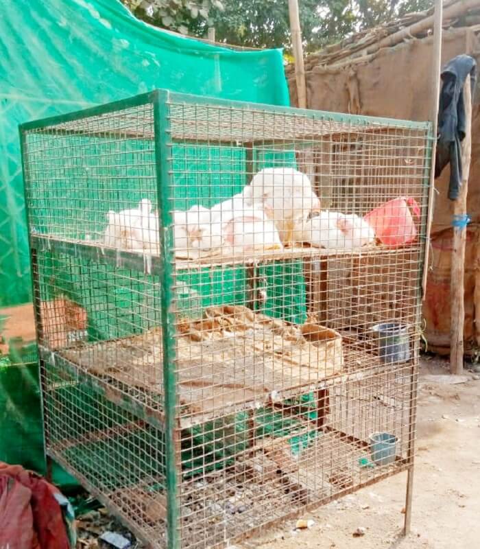Bird flu reaches Kanpur and in Banda no alertness for birdflu chickens sold in open place 