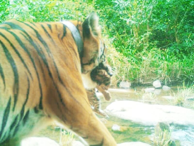 Good News: Tigress gives birth to 4 cubs in Panna Tiger Reserve
