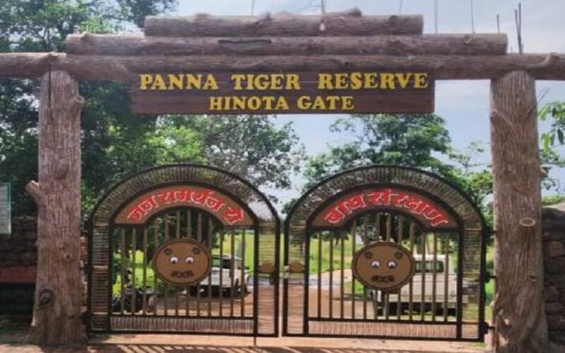 Good News: Tigress gives birth to 4 cubs in Panna Tiger Reserve