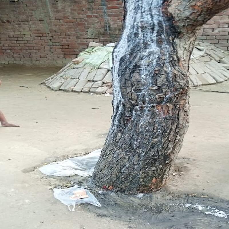 People started worshiping white milk like water flowing from tree in Sitapur