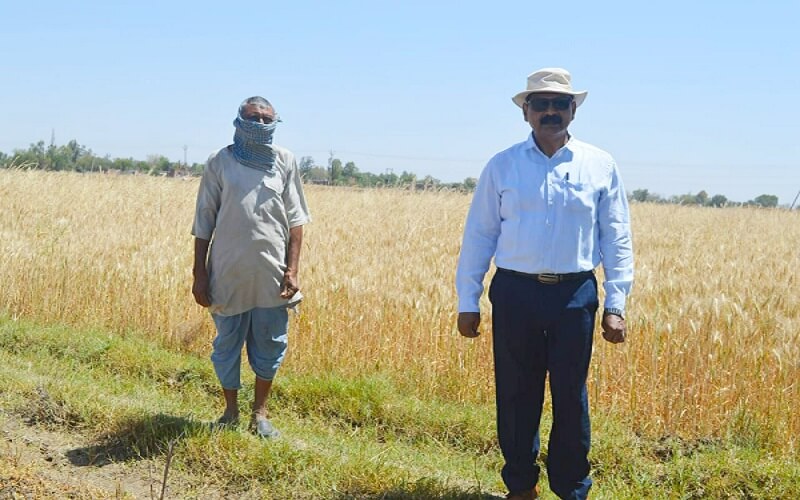 Banda DM reached farmers in scorching heat Crop cutting was also investigated