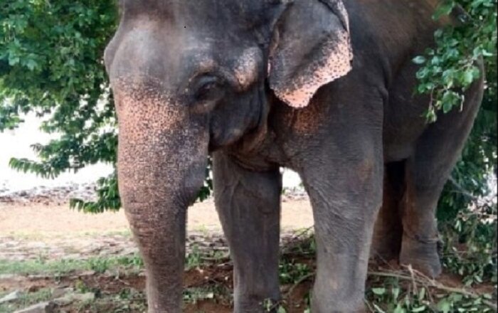 Intresting News : डकैत ददुआ का बिगड़ैल हाथी ‘जय सिंह’ गिरफ्तार