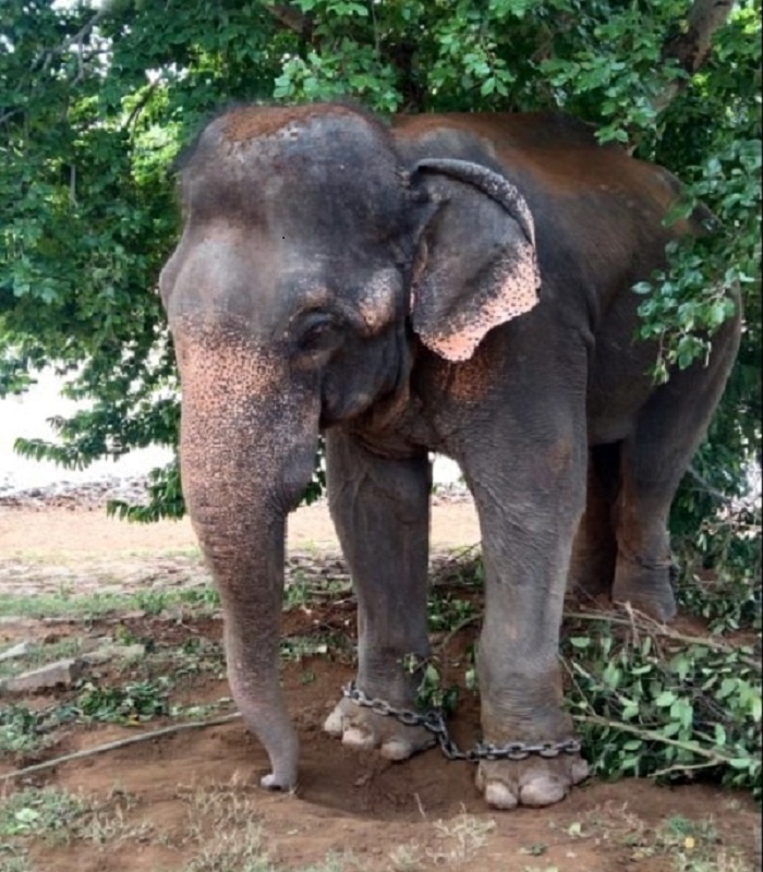 intresting news Dacoit Dadua spoiled elephant 'Jai Singh' arrested in Madhya Pradesh