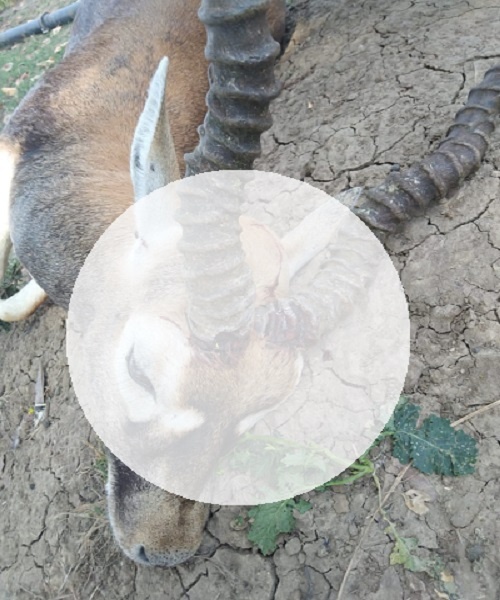 Cruelty : Killed a black deer by ambushing black deer in Banda, 4 arrested