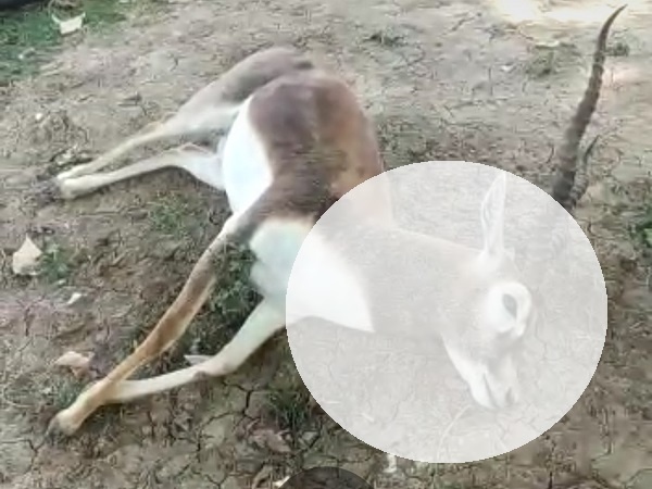 Cruelty : Killed a black deer by ambushing black deer in Banda, 4 arrested