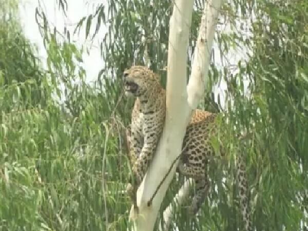 leopard was sitting on tree all day, forest department kept waiting below, then team returned after keeping cage