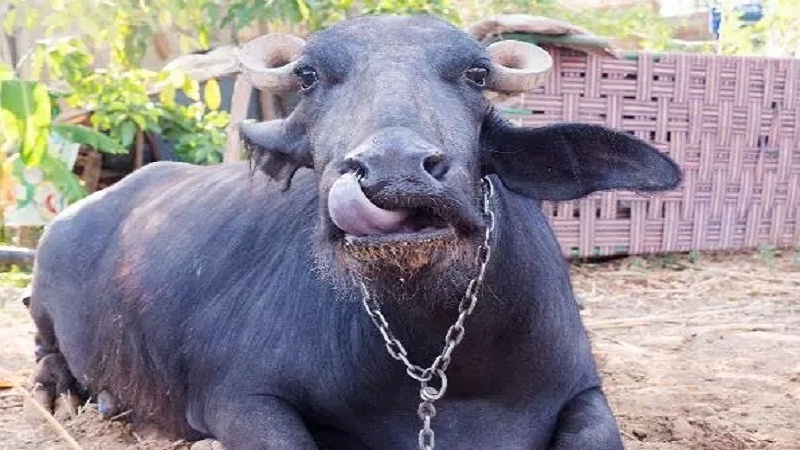 UP : Buffalo stabbed with knife to take revenge accused confessed to crime