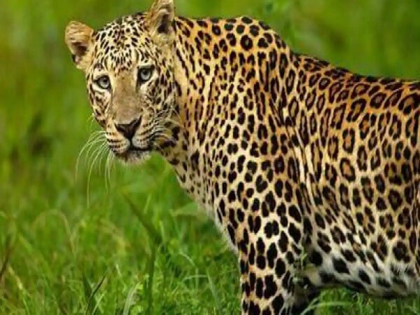 Panic of leopard in Mandi Dhanaura of Amroha, people are afraid to go to fields