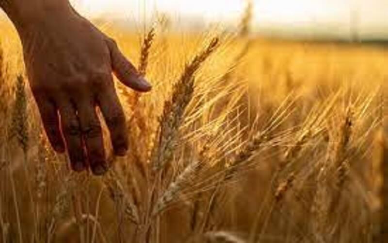 UP : Kathia wheat of Bundelkhand will get national identity, Yogi government has started initiative