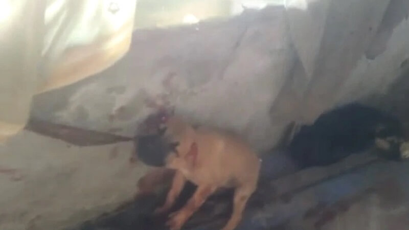 Cruelty : Drunken youth ate dog's ears and tail, everyone was cursing
