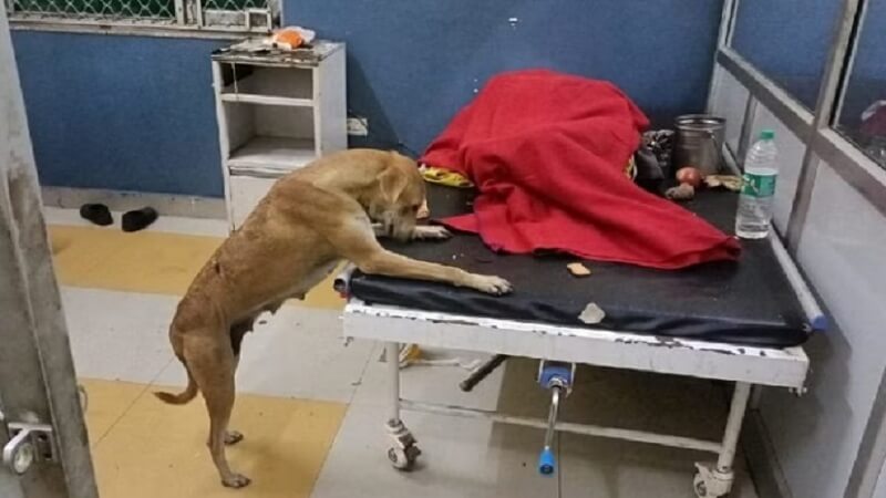 Banda : Dog climbs on patient's bed in hospital, City Magistrate arrives for investigation, report to DM