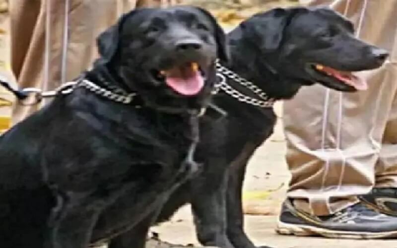 Female dog became pregnant in BSF camp